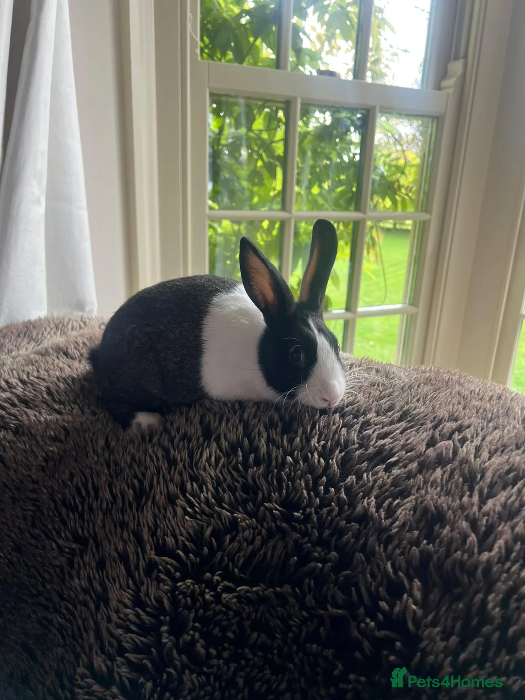 Dutch rabbits for sale: Two lovely Dutch rabbits - Advert 2