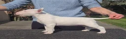 English Bull Terrier dogs for sale: English bull terrier puppies  in Bedford - Advert 2