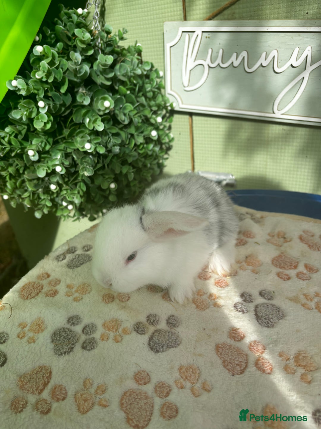 Mini Lop rabbits for sale: ❤️❤️Beautiful minilop bubbies for sale ❤️❤️ - Image 10