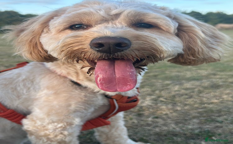 Cockapoo dogs F1 Cockerpoo 1 year old - Male - Advert 8