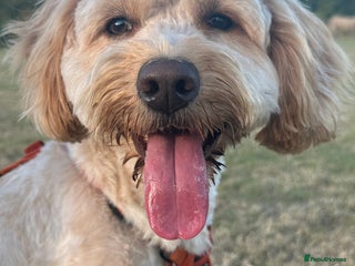 Cockapoo dogs F1 Cockerpoo 1 year old - Male - Advert 6