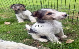 Fox Terrier dogs for sale: KC registered Wire hair fox Terrier puppies  - Image 4