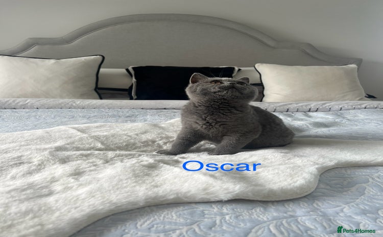 British Shorthair cats - Advert 3