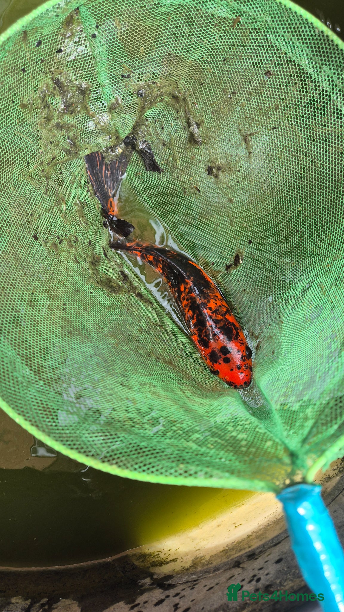 Koi Carp fish Mixture of pond fish  - Advert 6