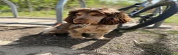 Cocker Spaniel dogs for stud: Cocker Spaniel STUD  - Advert 22