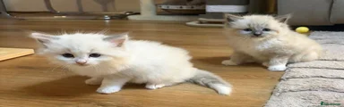 Ragdoll 2