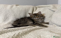 Mixed Breed cats for sale: Stunning Maine Coon x Norwegian Forest Kittens  - Image 10