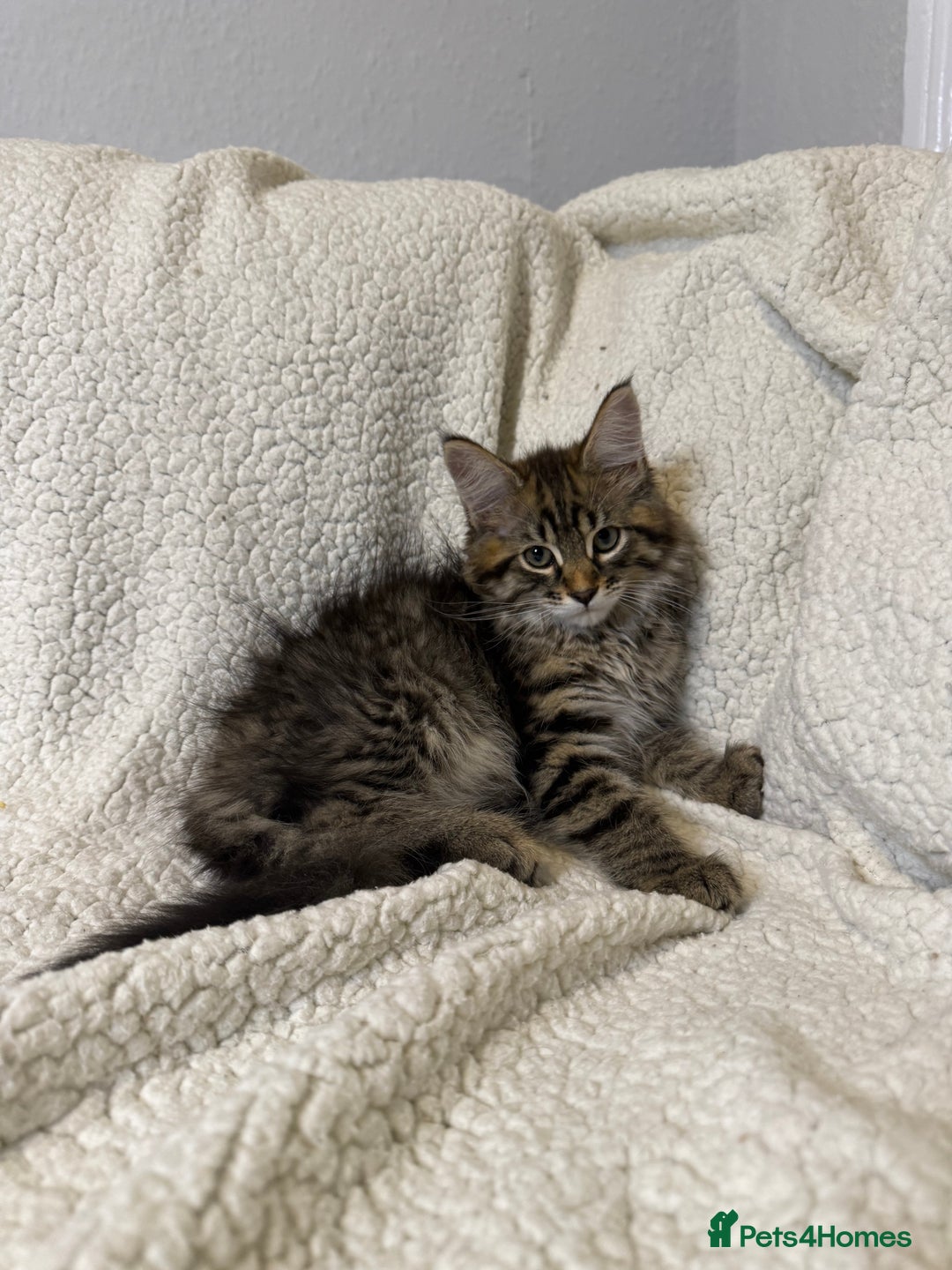 Mixed Breed cats for sale: Stunning Maine Coon x Norwegian Forest Kittens  - Image 10