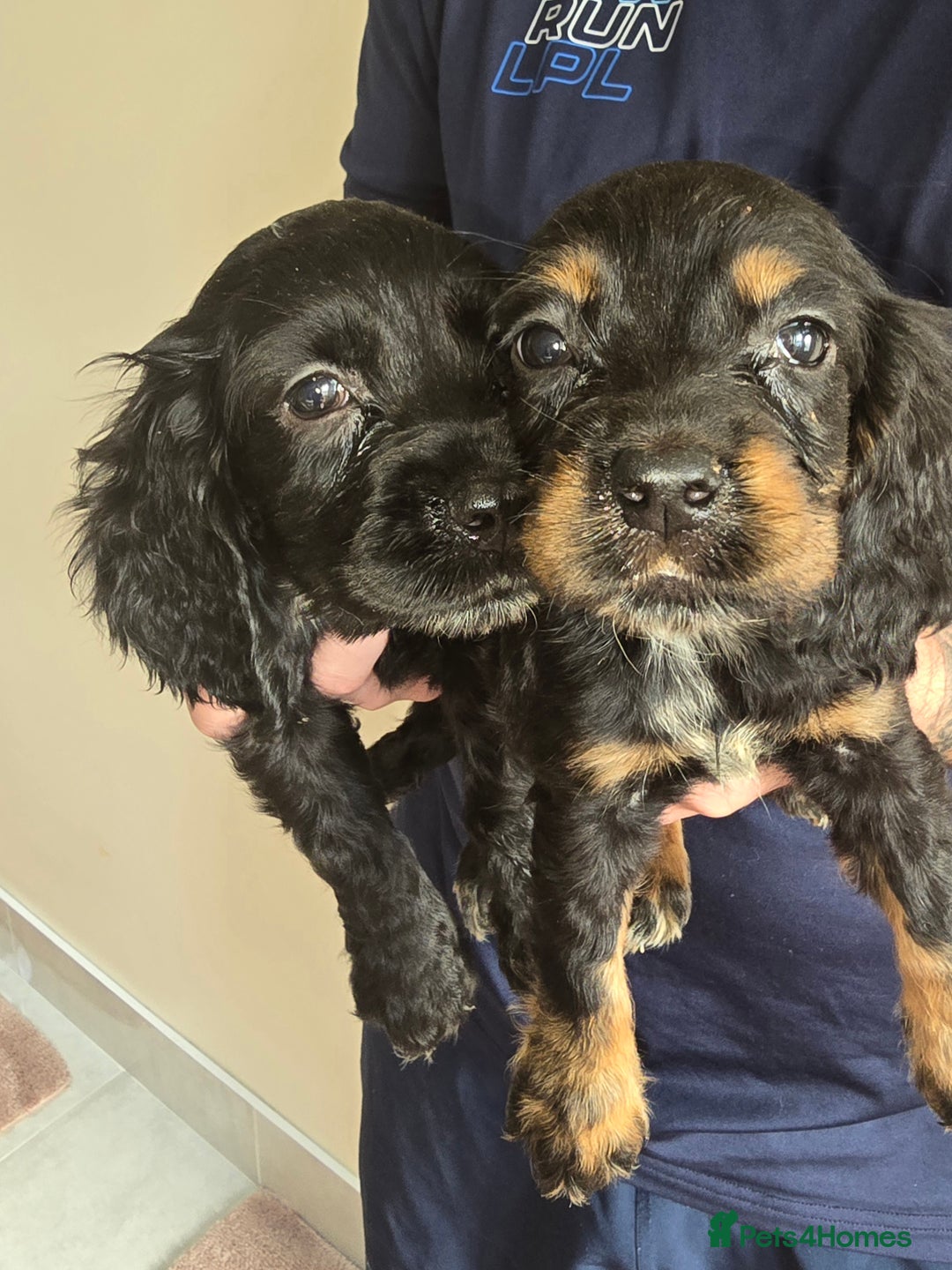 Cocker Spaniel dogs for sale: Cocker Spaniel puppies  - Image 8