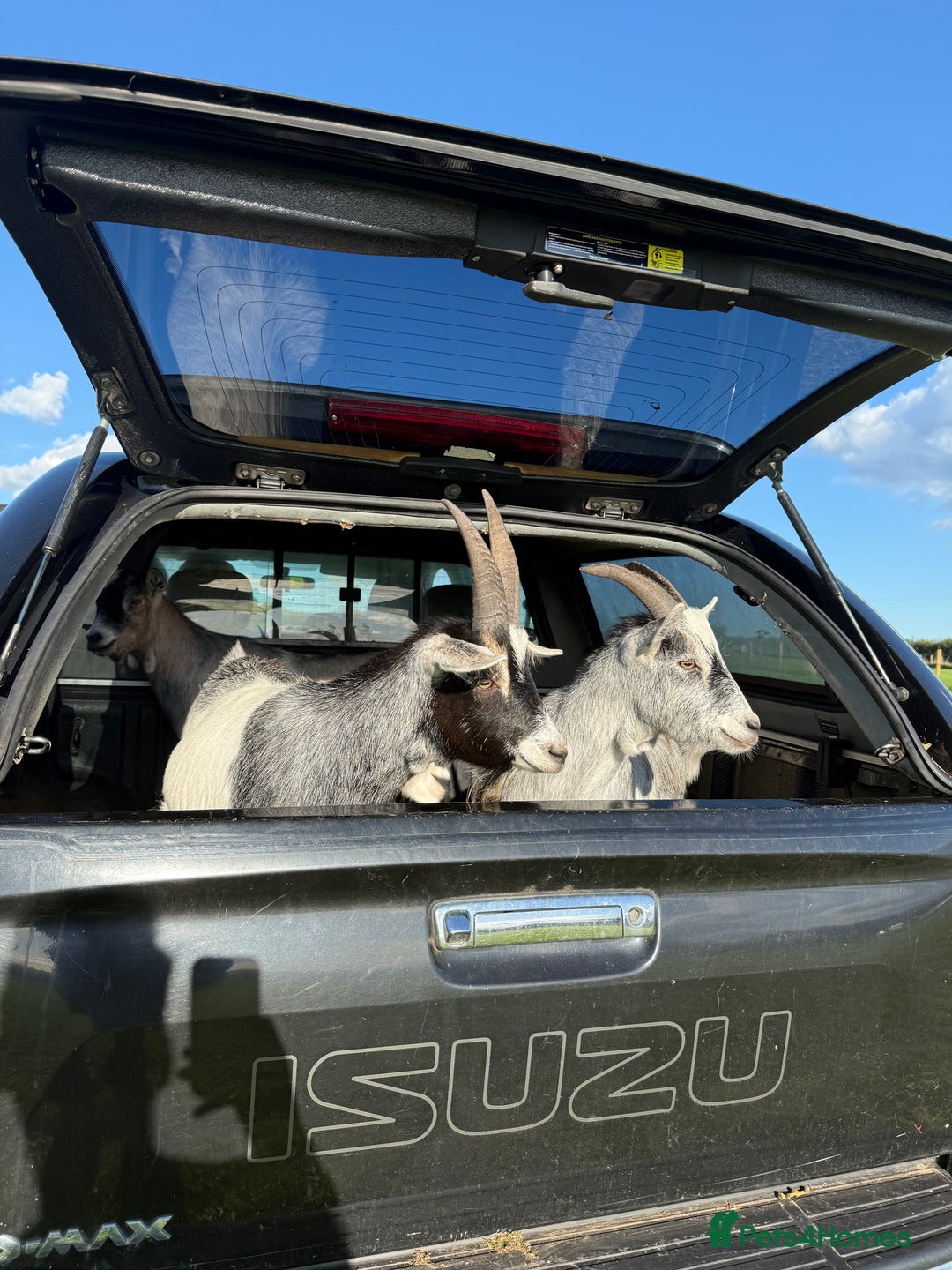 Goats livestock for sale: 3 Pygmy cross goats  - Advert 3