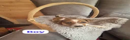 Jackshund dogs for sale: Jack Russell x Dachshund  - Advert 3