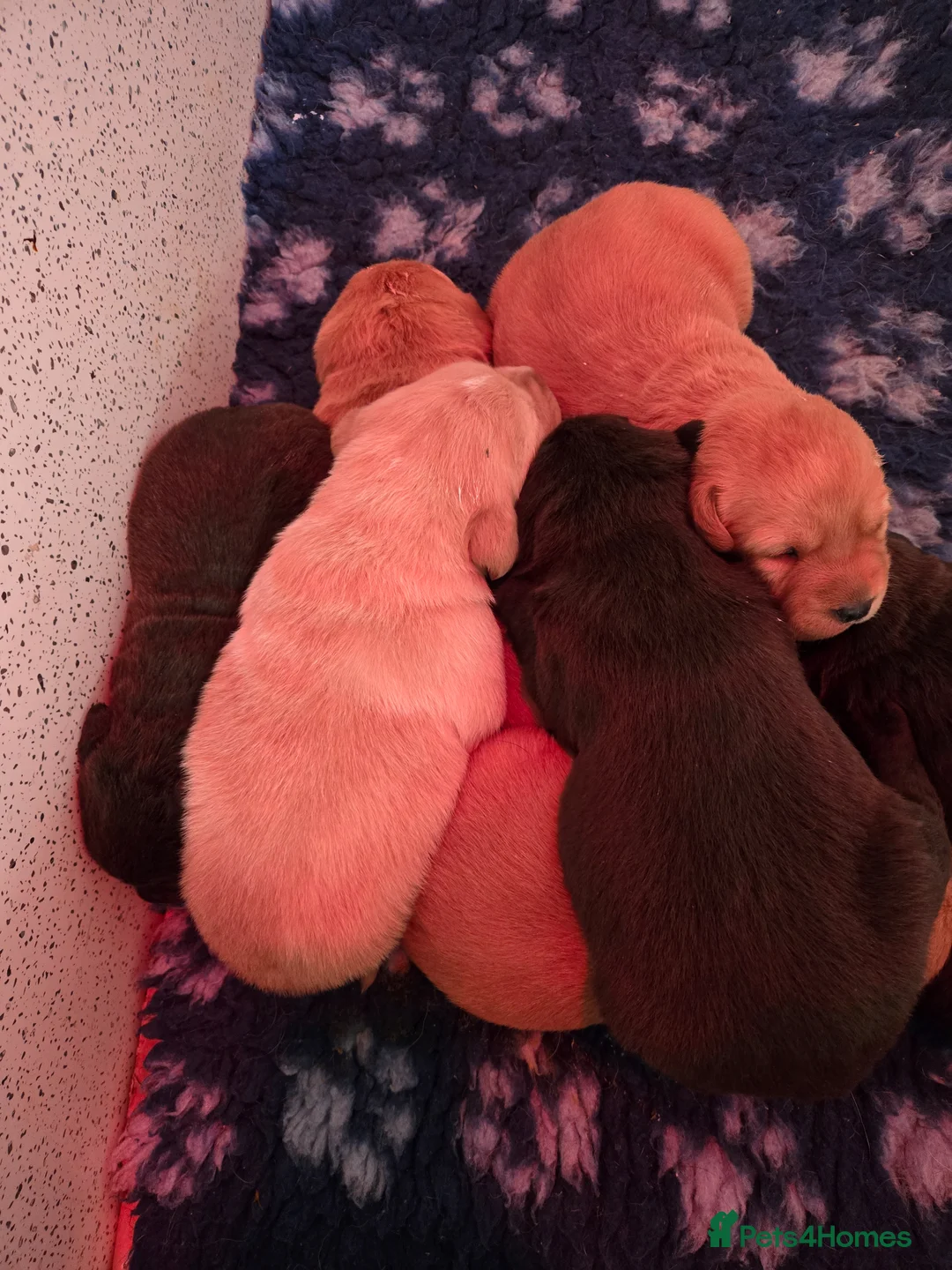 Labrador Retriever dogs for sale: New litter kc reg Labrador puppies  - Advert 2