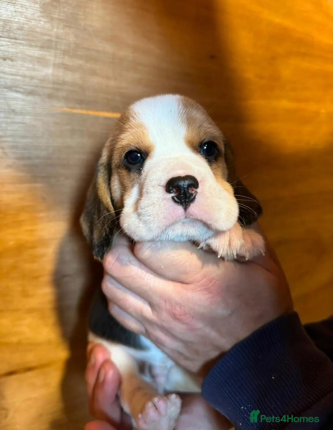 Beagle dogs for sale: KC REGISTERED  - Advert 1