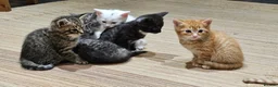Mixed Breed cats for sale: 4 males and 4 female kittens   - Advert 16
