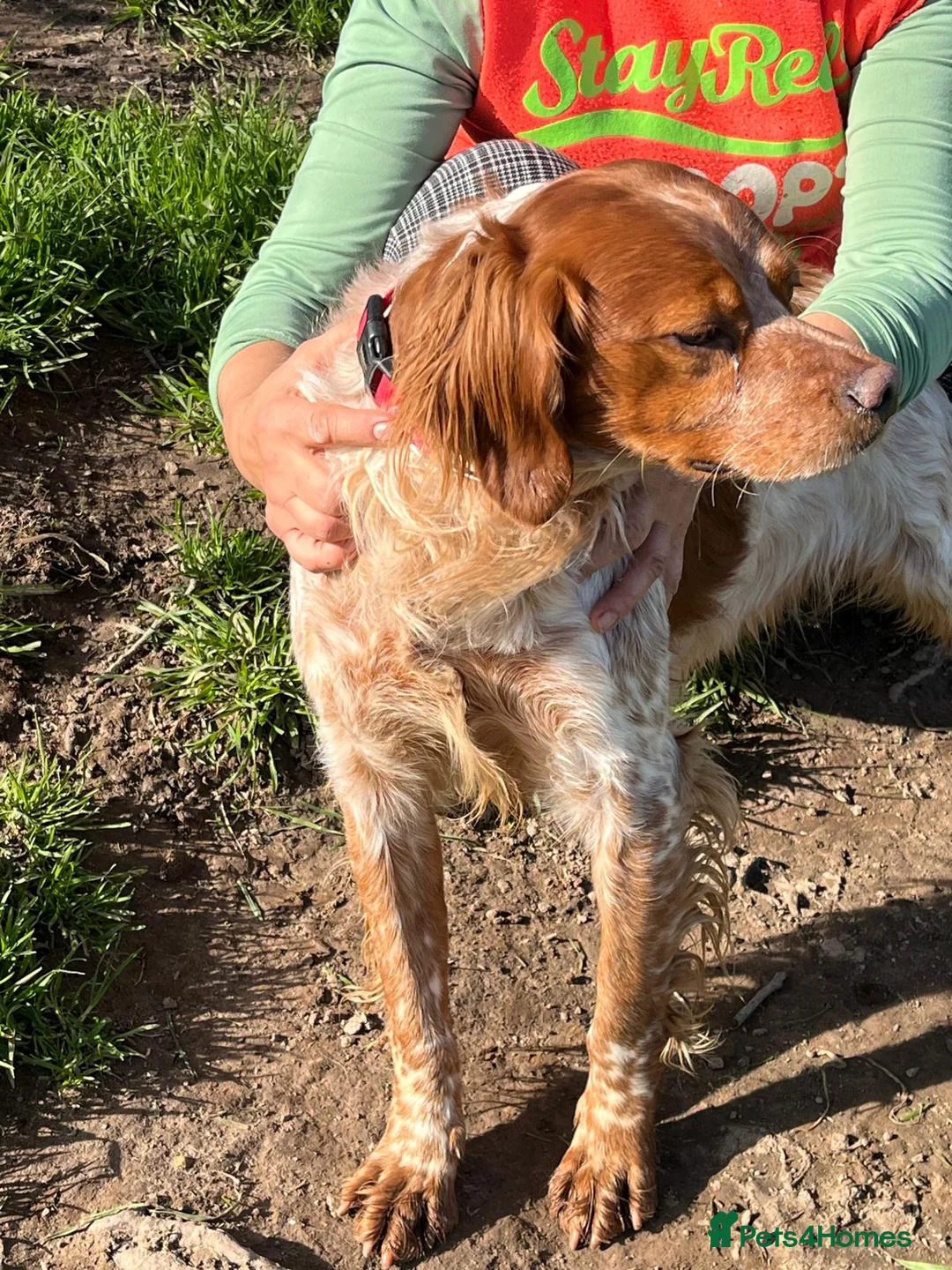 Brittany Spaniel dogs for adoption: Young male Brittany, Eto in Matlock - Advert 2