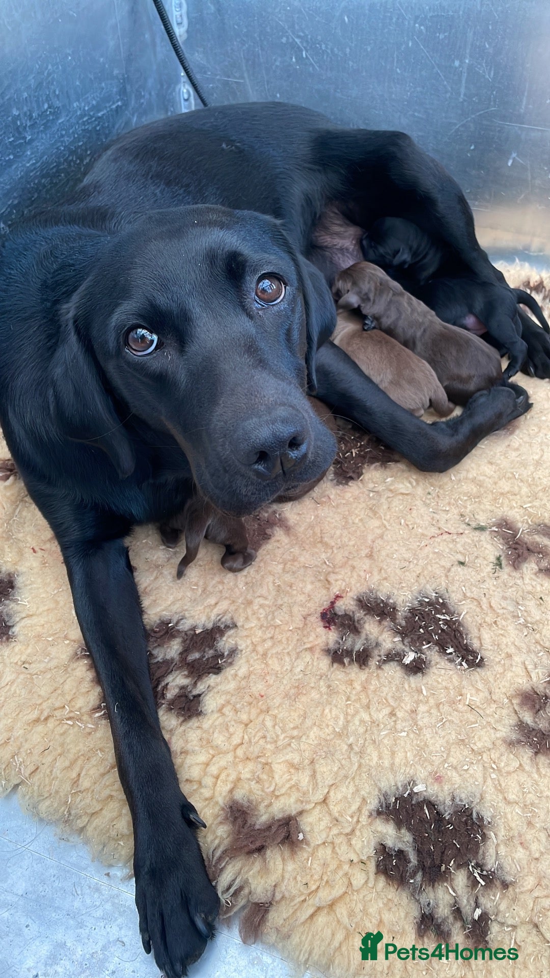 Labrador Retriever dogs outstanding chunky labrador pups - Advert 15