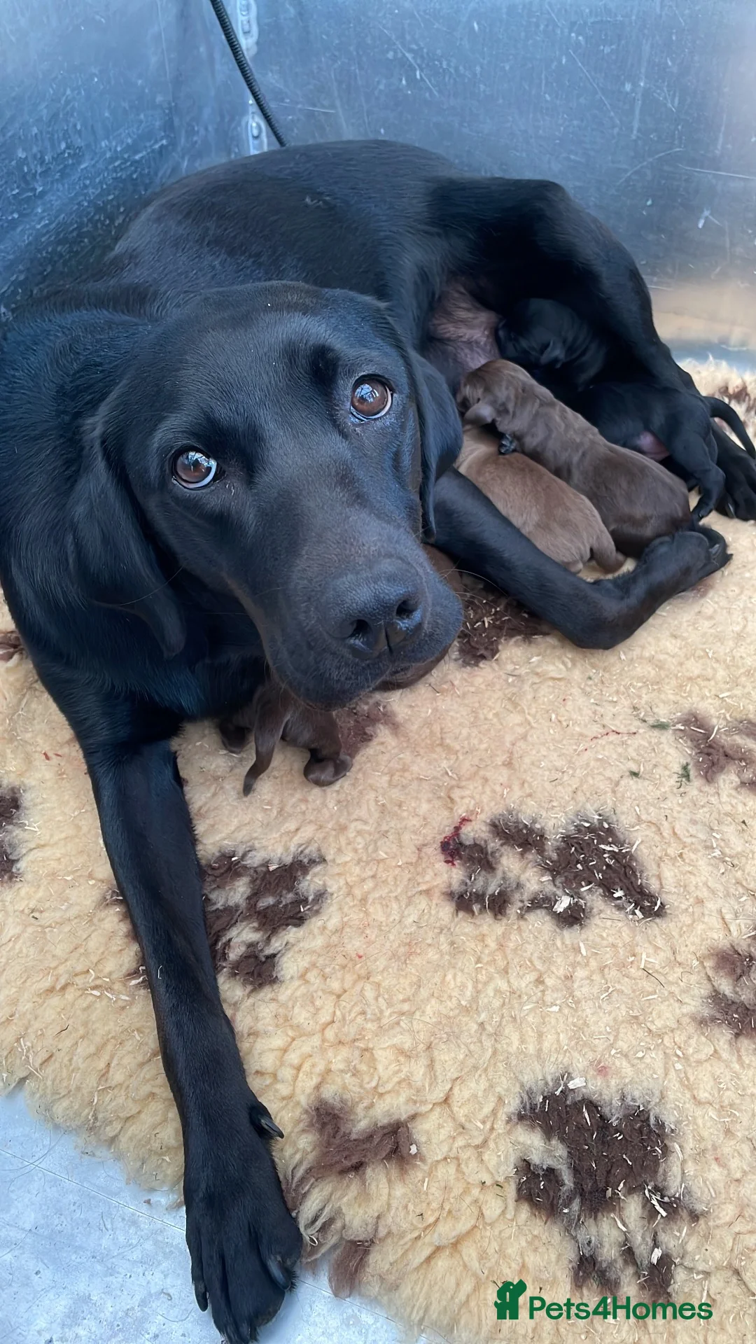 Labrador Retriever dogs for sale: outstanding chunky labrador pups - Advert 1