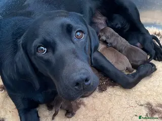 Labrador Retriever dogs outstanding chunky labrador pups - Advert 1
