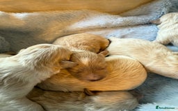 Maltipoo dogs for sale: BEAUTIFUL F1 MALTIPOO PUPPIES  - Image 8