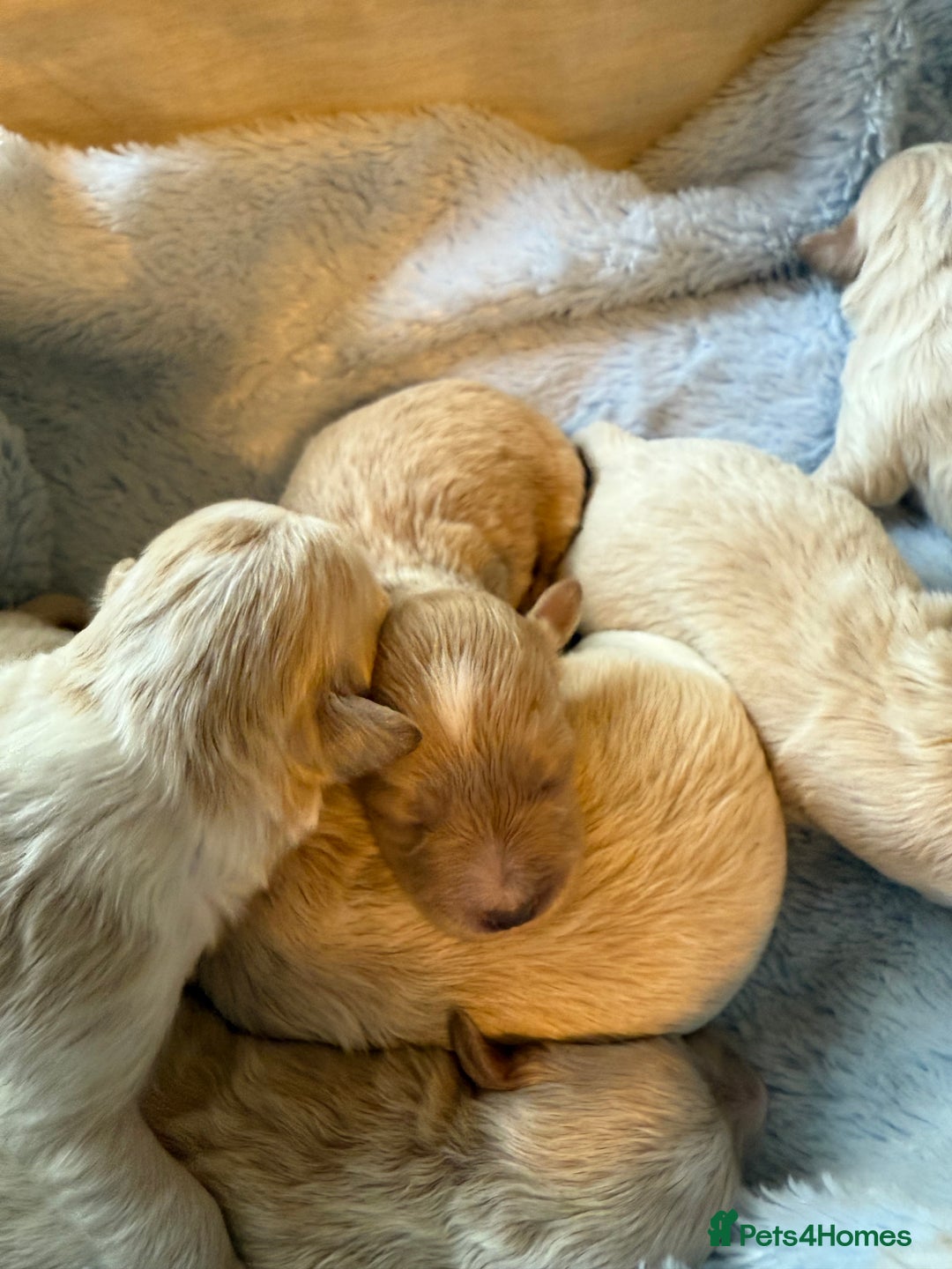 Maltipoo dogs for sale: BEAUTIFUL F1 MALTIPOO PUPPIES  - Image 8