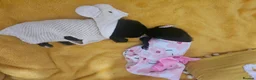 Pomeranian dogs for sale:  **   ** s Pomeranian puppy in Doncaster - Advert 6