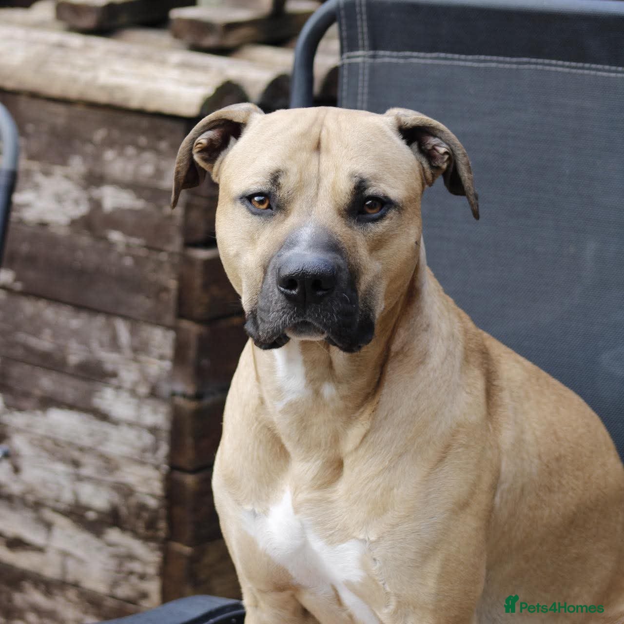 Mixed Breed dogs Bull greyhound ex working dog - Advert 3