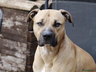 Mixed Breed dogs Bull greyhound ex working dog - Advert 3