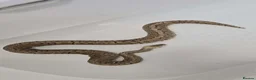 Python Snake reptiles for sale: 2 royal pythons up for sale  - Advert 6