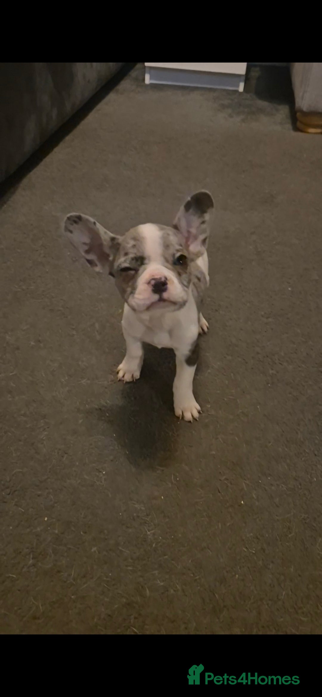 French Bulldog dogs for sale: Last 4 French bulldogs reduced  - Advert 11