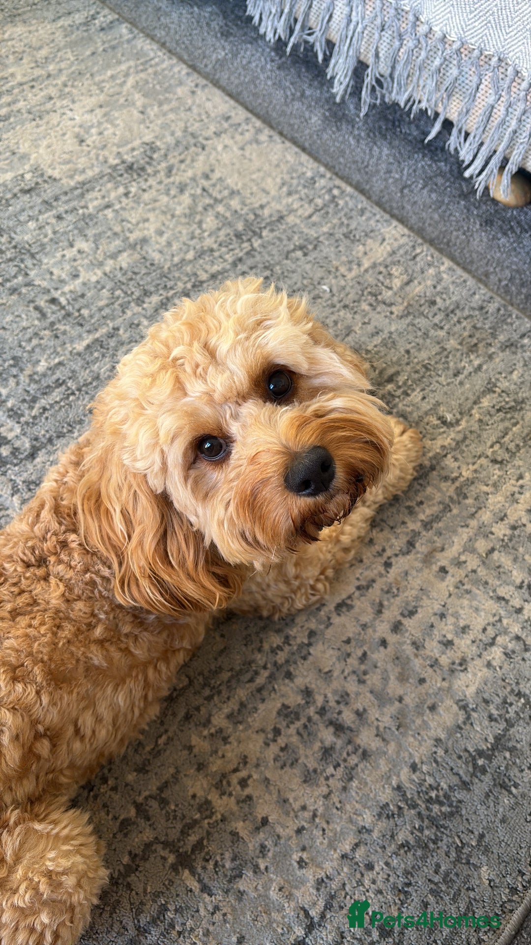 Bichon Frise dogs for stud: Proven F1 Cavapoo for stud - Advert 4