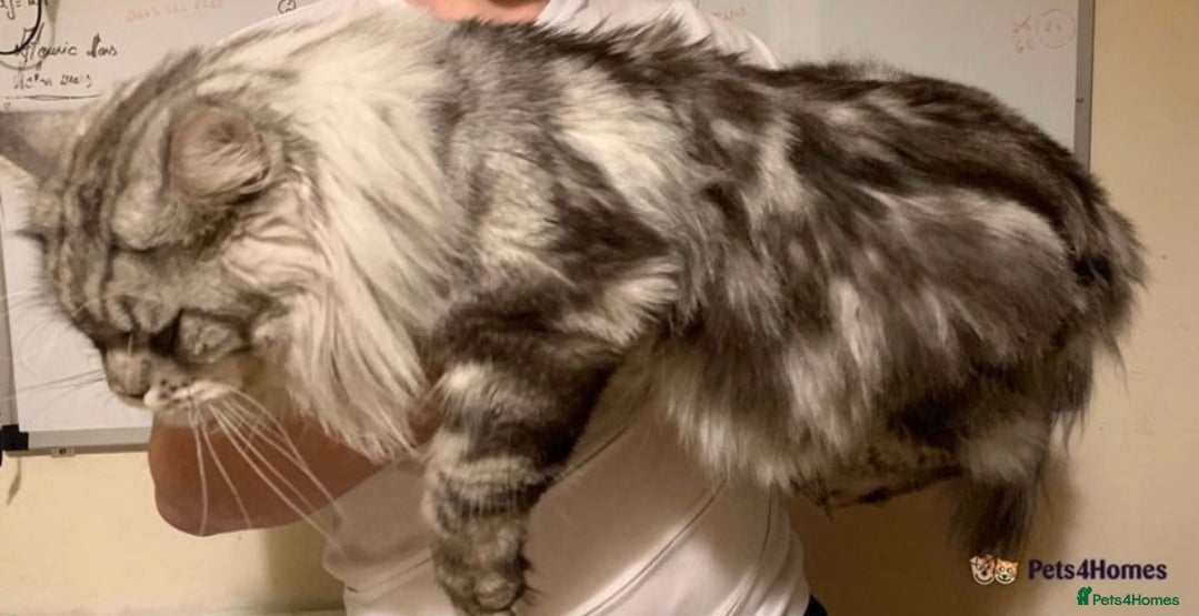 Maine Coon cats STUD ONLY (Tica champion 2021) in Brighouse - Advert 17