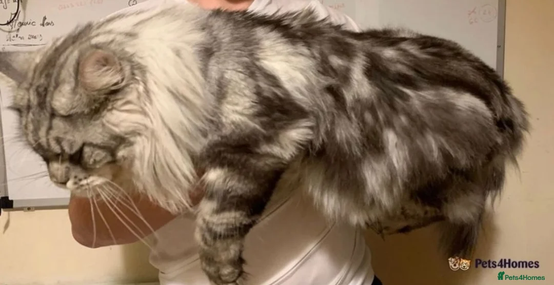 Maine Coon cats for stud: STUD ONLY (Tica champion 2021) in Brighouse - Advert 1