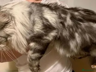 Maine Coon cats STUD ONLY (Tica champion 2021) in Brighouse - Advert 17