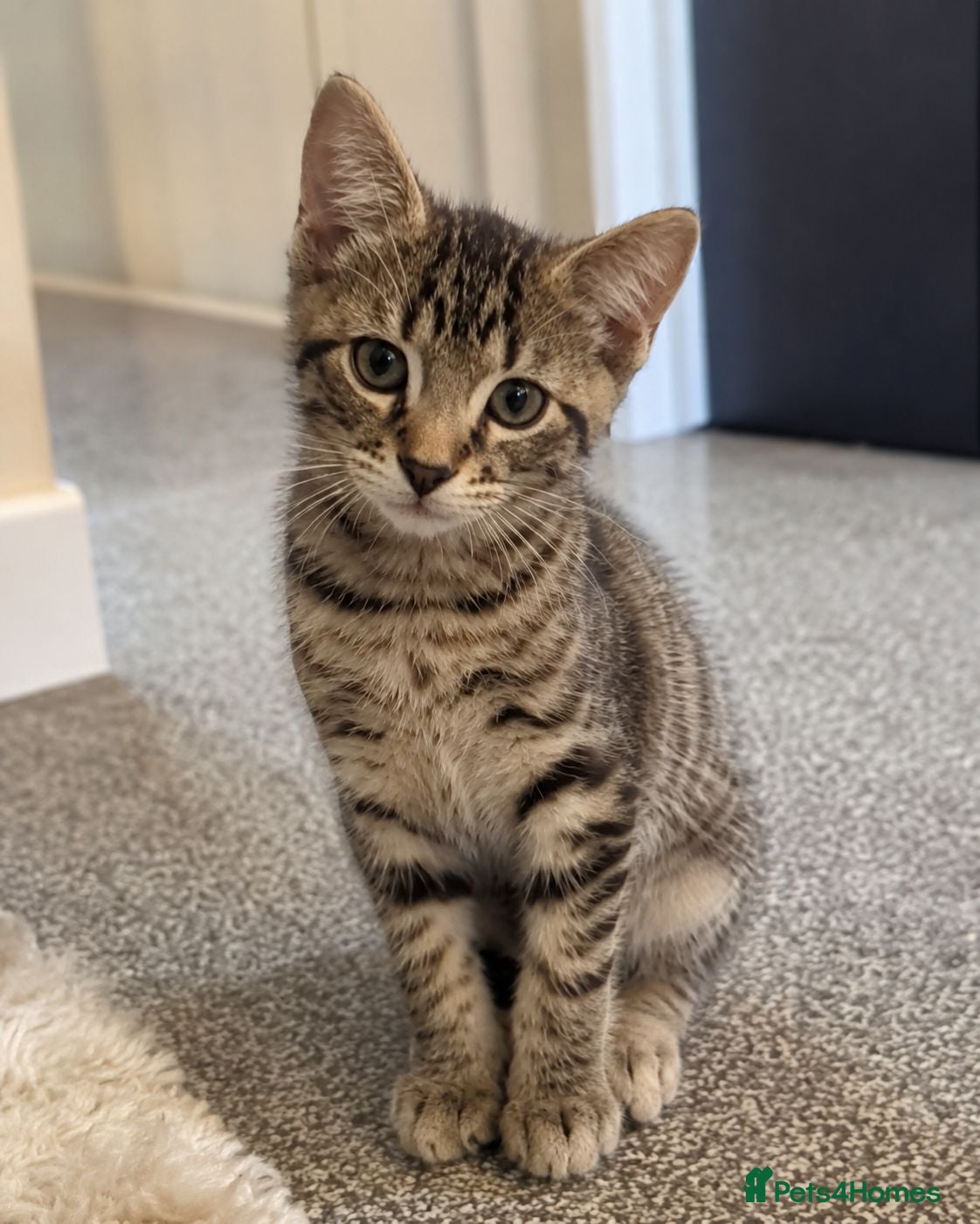 European cats 2 Gorgeous Tabby Kittens Ready For Forever Homes - Advert 3