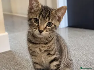European cats 2 Gorgeous Tabby Kittens Ready For Forever Homes - Advert 1