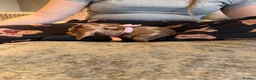 Miniature Dachshund dogs for sale: Miniature dachshunds  - Advert 4
