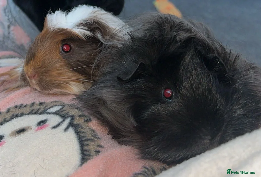 Guinea Pig rodents for sale: Bonded pair of boars and FULL SETUP  - Advert 1