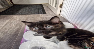 Mixed Breed cats Ready to leave now  - Advert 4