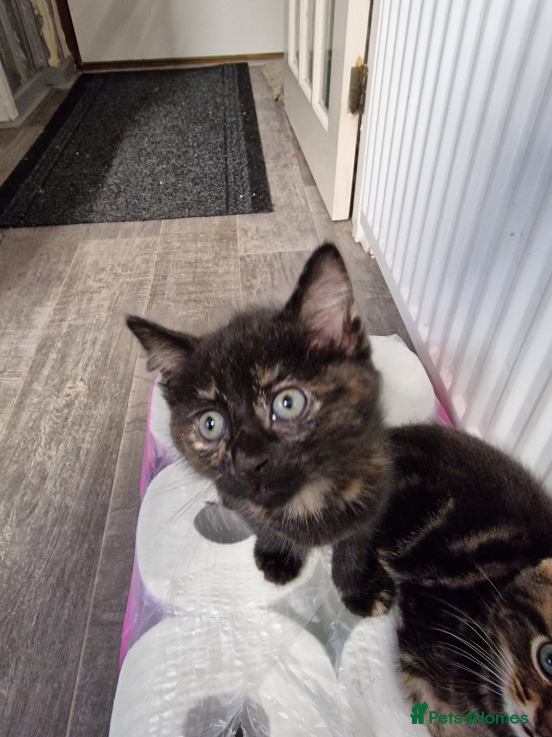 Mixed Breed cats for sale: Ready to leave now  - Advert 3