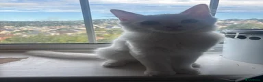 Milo