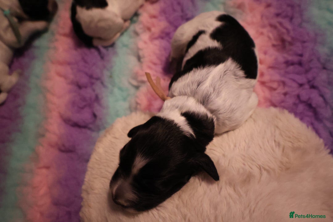 Cocker Spaniel dogs for sale: blue roan working cocker spaniels  - Advert 2