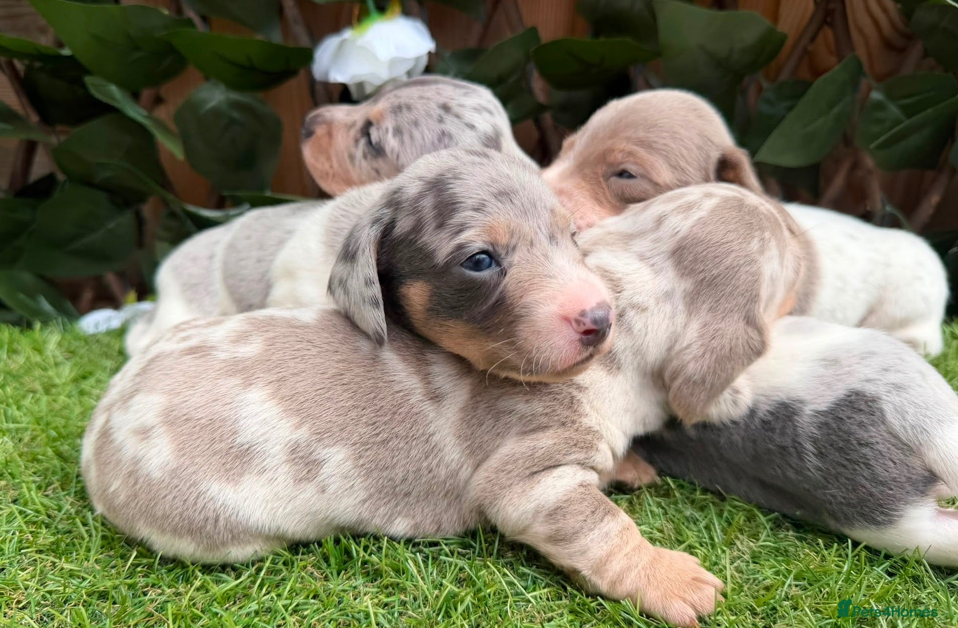 Miniature Dachshund dogs STUNNING KC MINIATURE DACHSHUNDS DAPPLE  - Advert 2