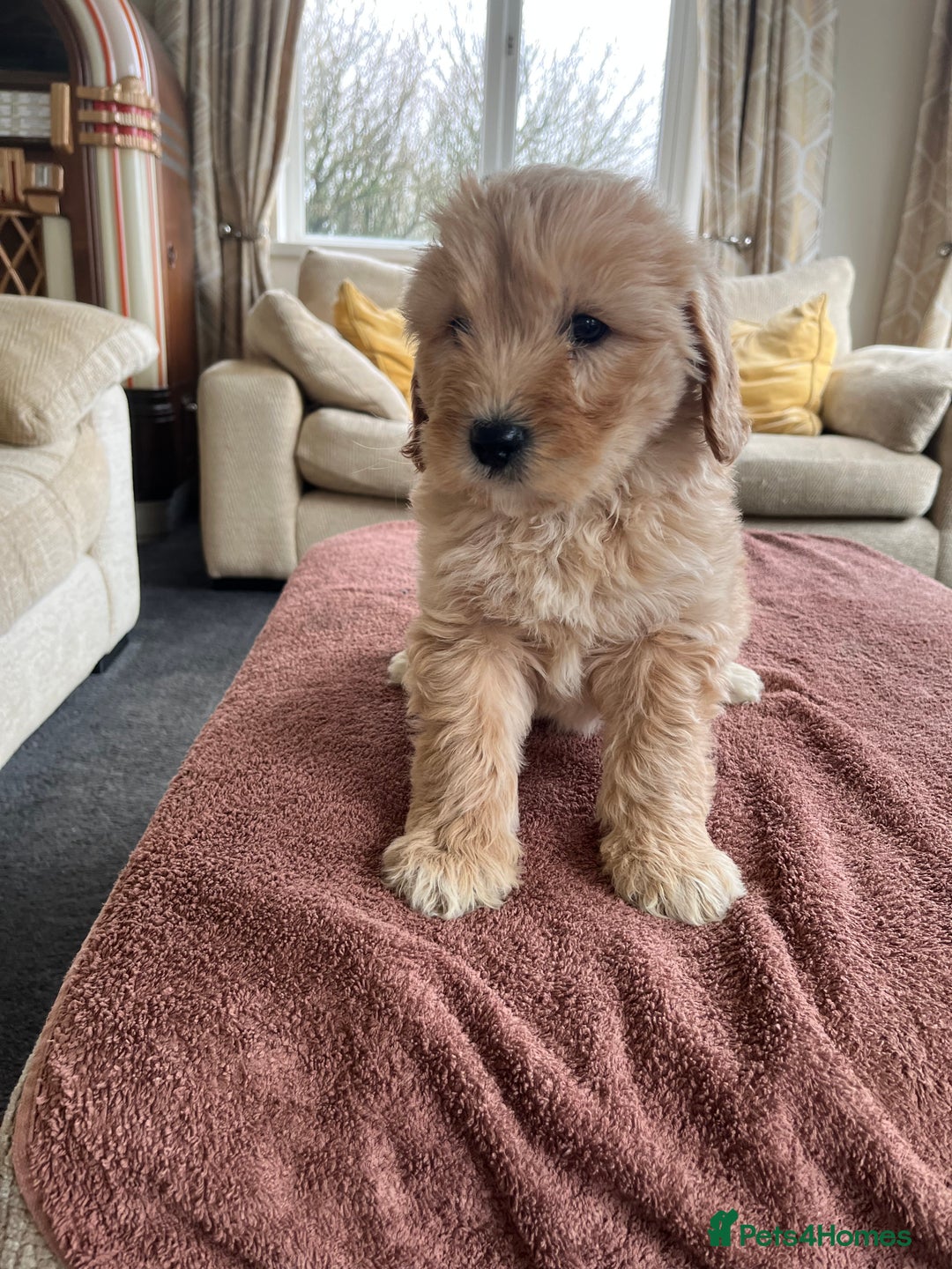 Labradoodle dogs for sale: Beautiful healthy Labradoodle Puppied - Advert 27