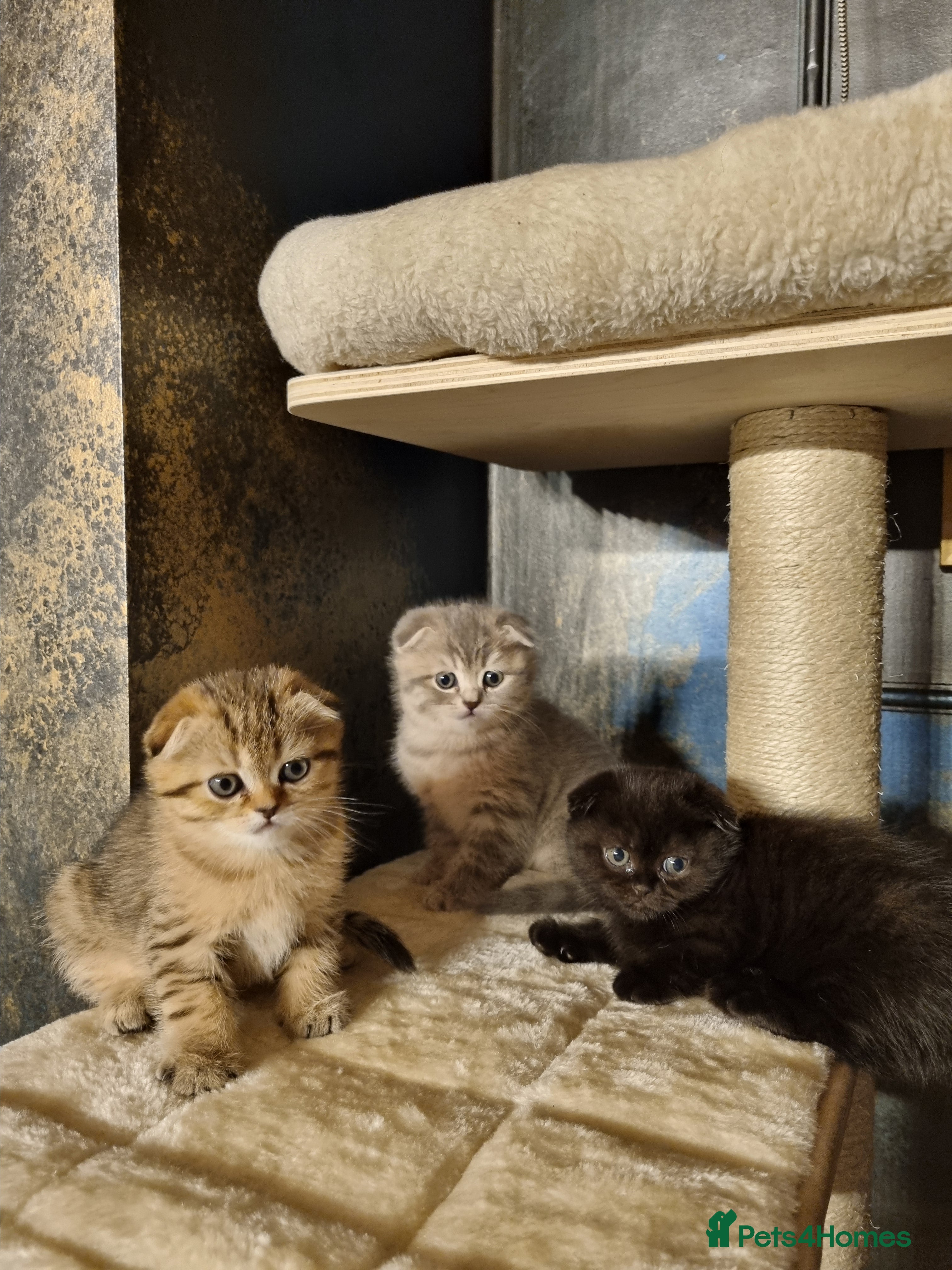 Scottish Fold cats SCOTTISH FOLD KITTENS - Advert 9