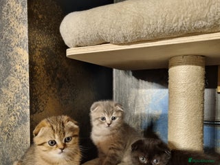 Scottish Fold cats SCOTTISH FOLD KITTENS - Advert 9