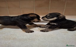 Miniature Schnauzer dogs for sale: KC Reg Miniature Schnauzer Puppies  - Image 8