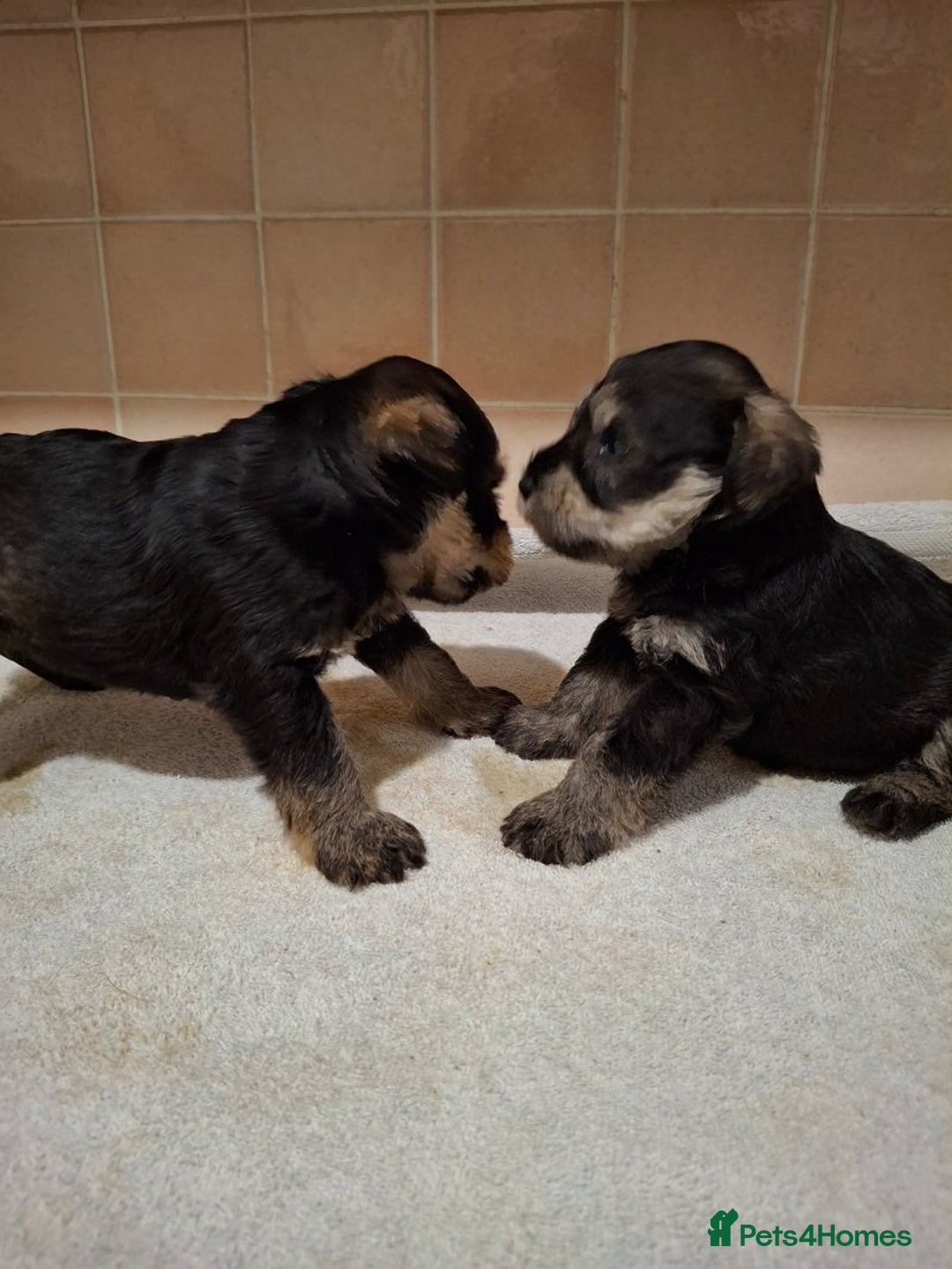 Miniature Schnauzer dogs for sale: KC Reg Miniature Schnauzer Puppies  - Image 8