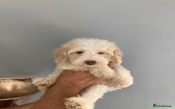 Cavapoo dogs for sale: One Cavapoo x poodle girl ready to go!!! - Image 24