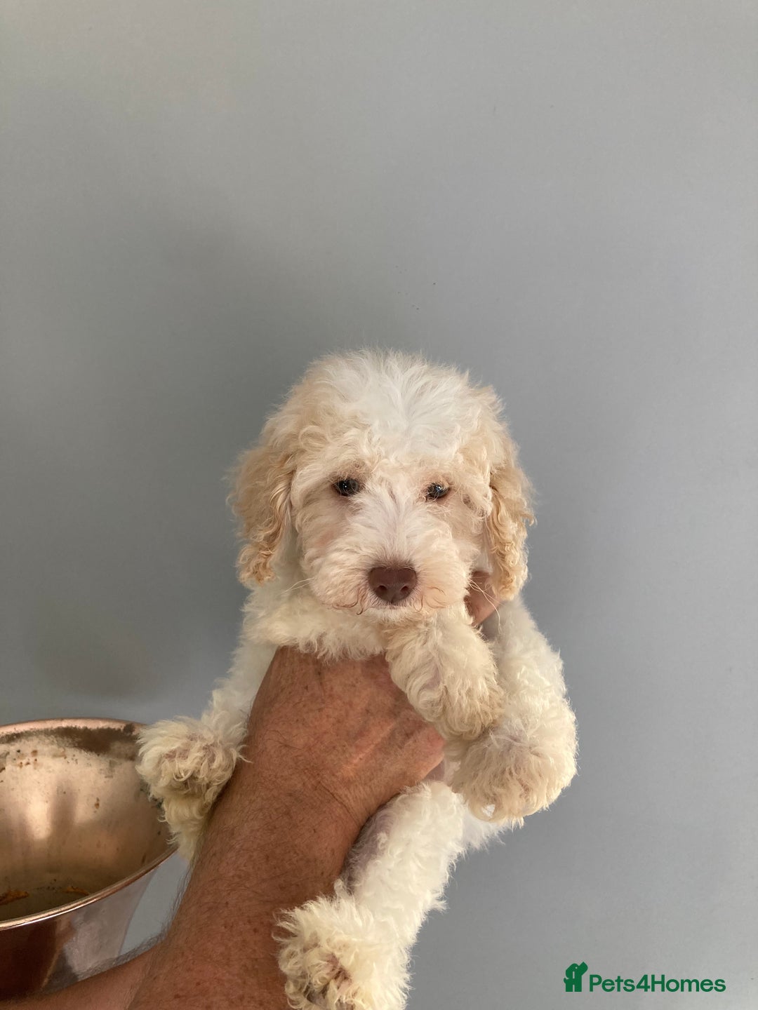 Cavapoo dogs for sale: One Cavapoo x poodle girl ready to go!!! - Image 24