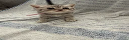 British Shorthair cats for sale: GCCF registered Kittens  - Advert 9